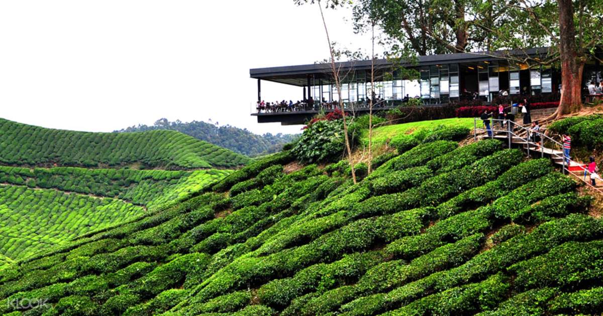 tour from singapore to cameron highlands